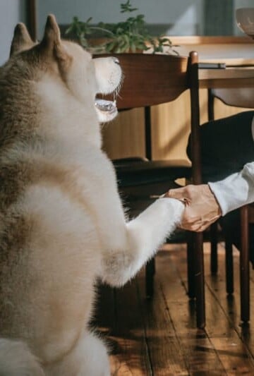 Man in a chair holding his dog's paw