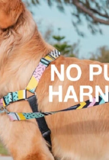 No-Pull Dog Harnesses for Walking Nicely on a Leash