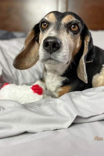 Snuggly PeachSkinSheets Makes a Pawsome Valentine's Gift for Your Sweetheart