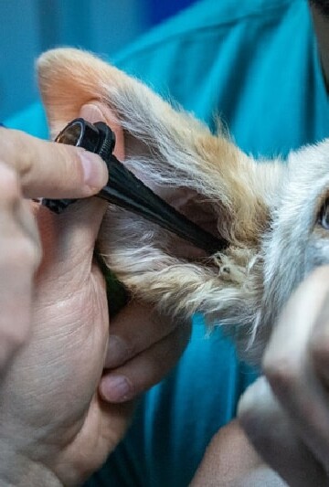 Vet looking in dog's ear