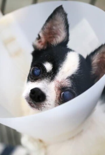 Black and white Chihuahua wearing a cone