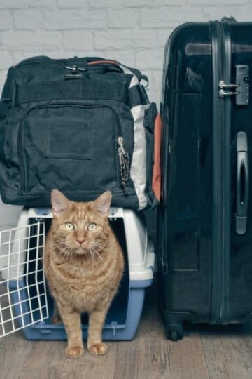 Cat in crate beside suitcases