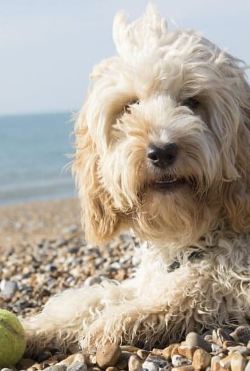 ockapoo with a yellow ball laying by the ocean