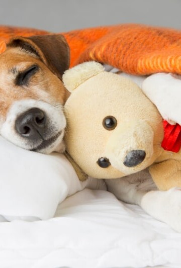 Cute dog sleeping with a teddy bear