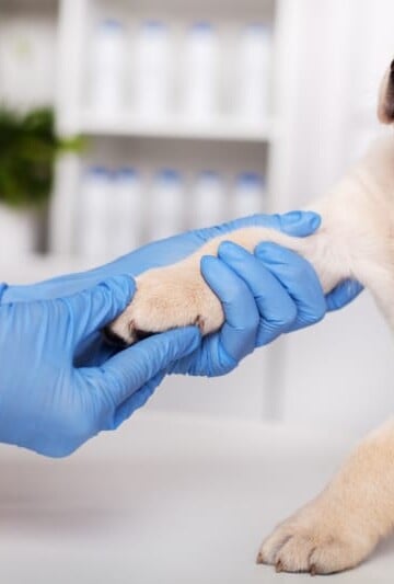 Helpful Tips for Healing Your Furry Friend After an Injury