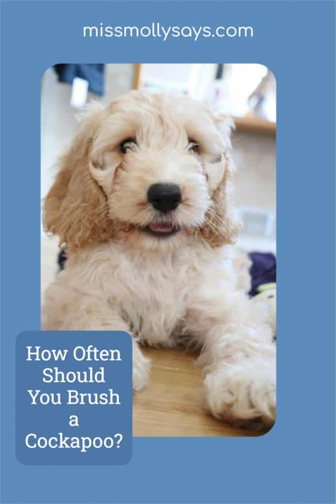 How Often Should You Brush a Cockapoo? Miss Molly Says