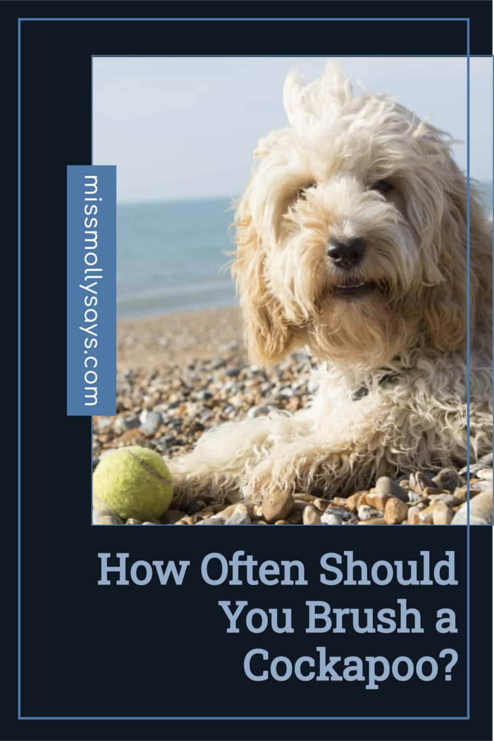 How Often Should You Brush a Cockapoo? Miss Molly Says