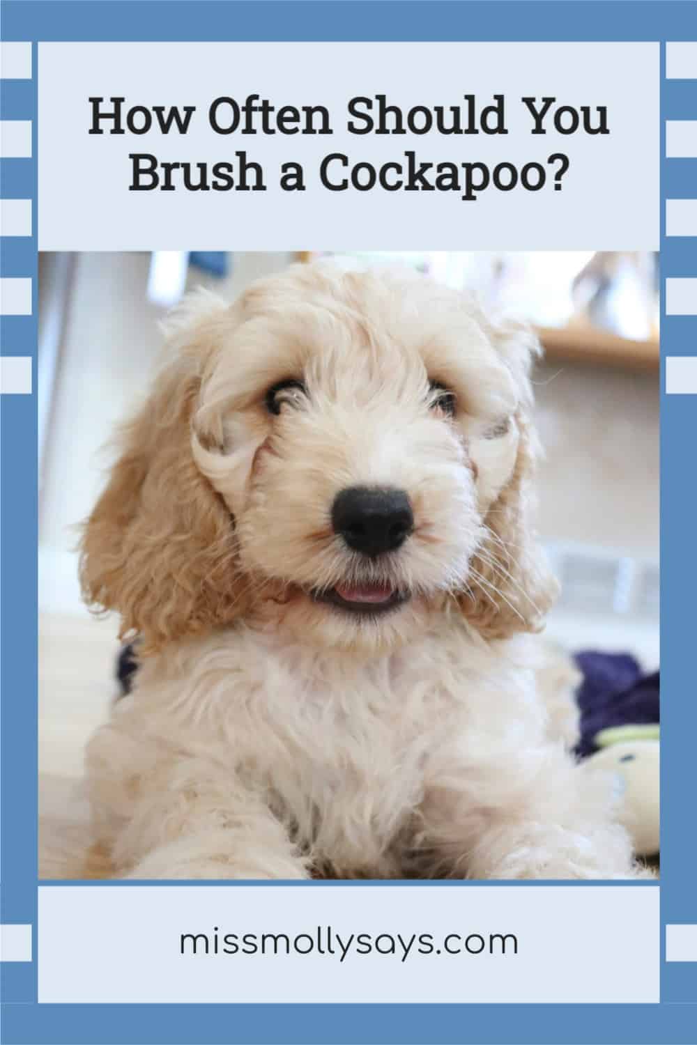 How Often Should You Brush a Cockapoo? Miss Molly Says