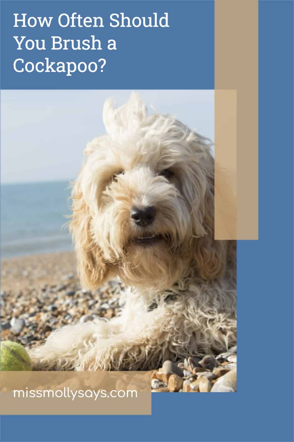 How Often Should You Brush a Cockapoo? Miss Molly Says