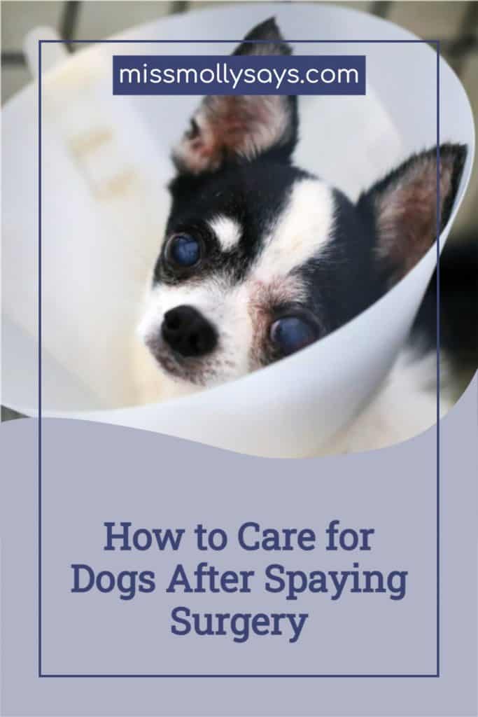 How to Care for Dogs After Spaying Surgery Miss Molly Says