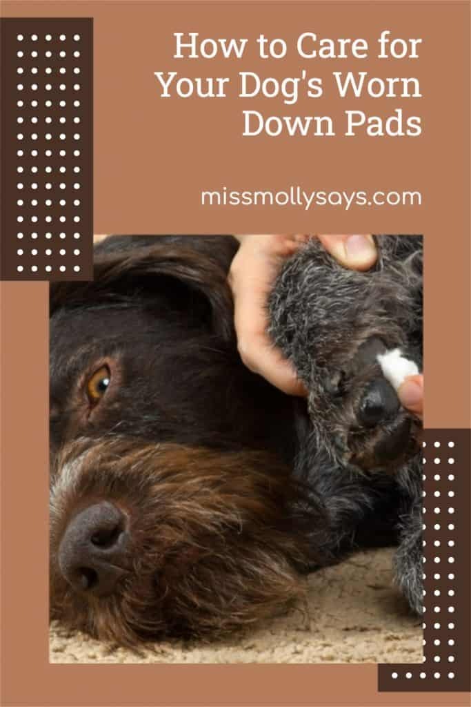 How to Care for Your Dog's Worn Down Pads Miss Molly Says