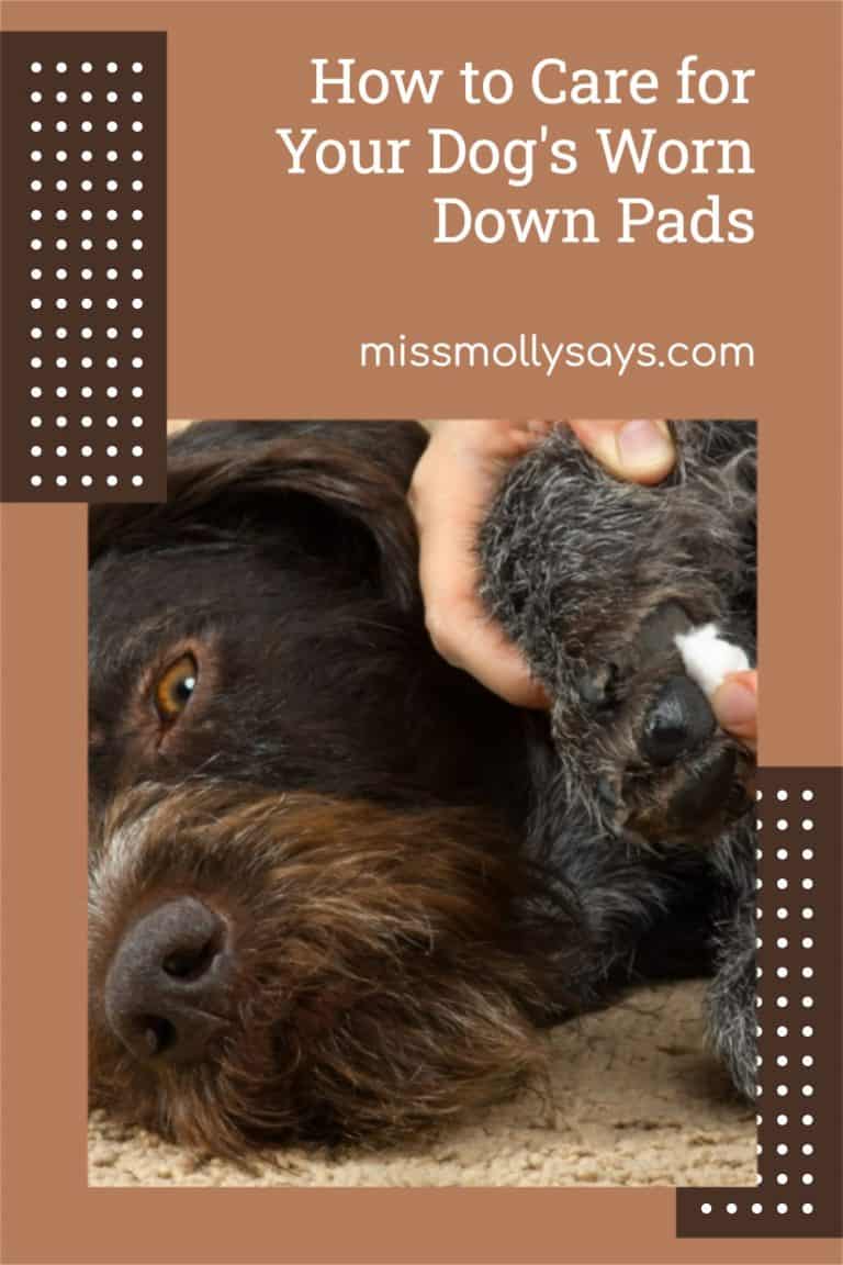 How to Care for Your Dog's Worn Down Pads Miss Molly Says