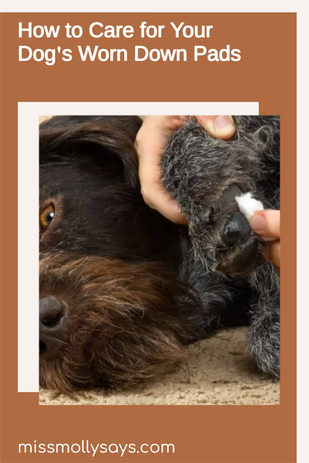 How to Care for Your Dog's Worn Down Pads Miss Molly Says