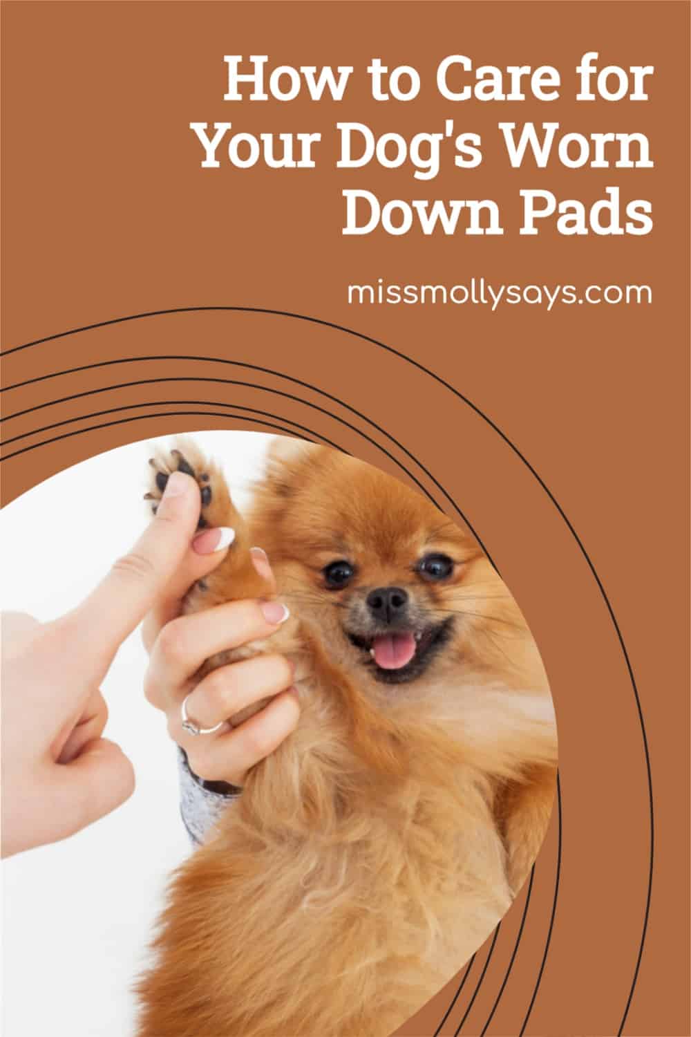 How to Care for Your Dog's Worn Down Pads Miss Molly Says