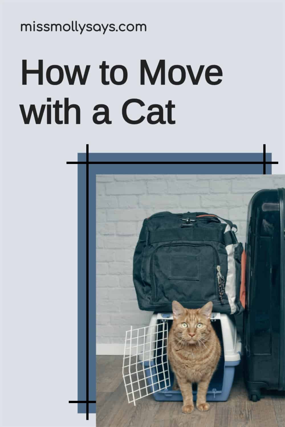 How to Move with a Cat Miss Molly Says