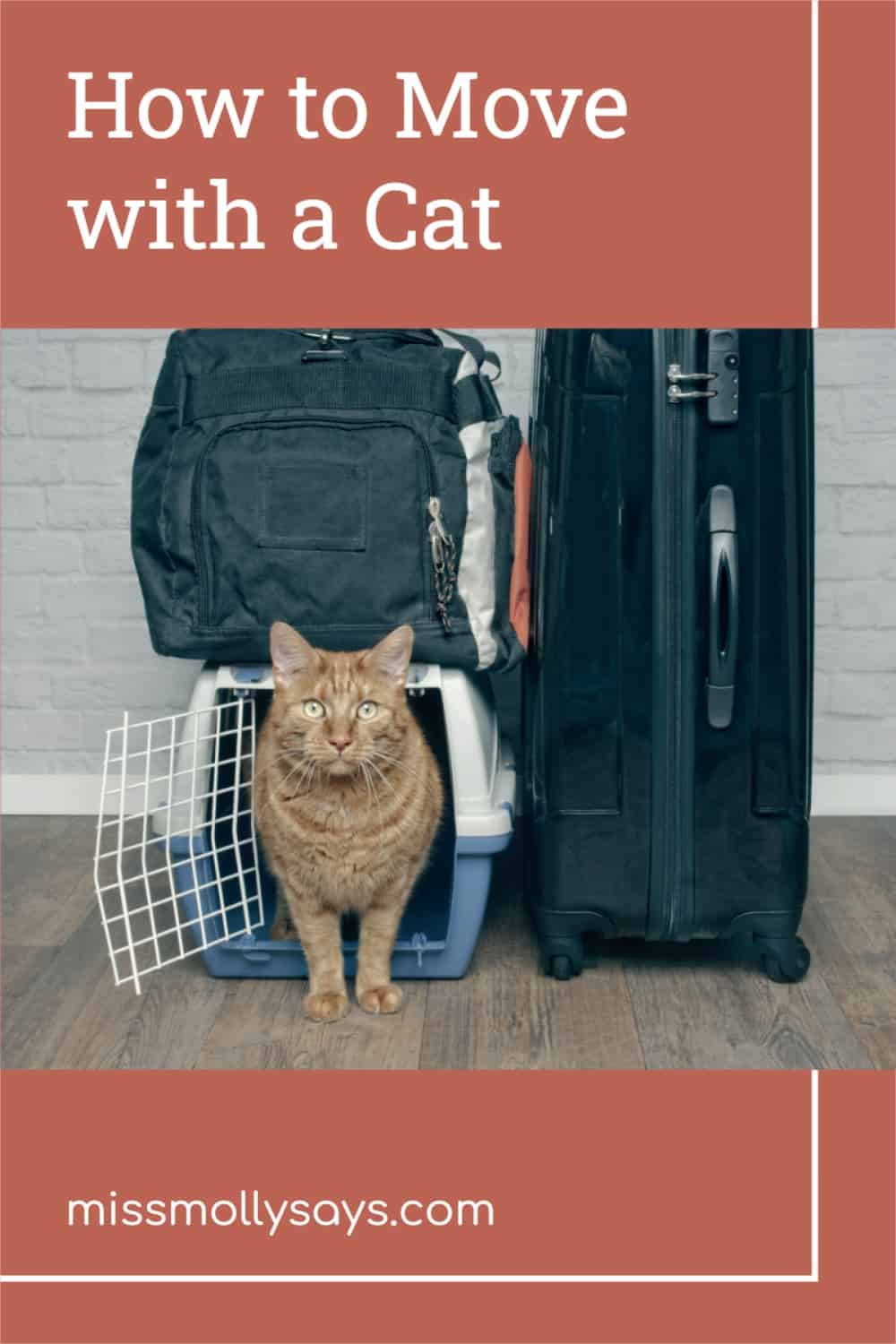 How to Move with a Cat Miss Molly Says