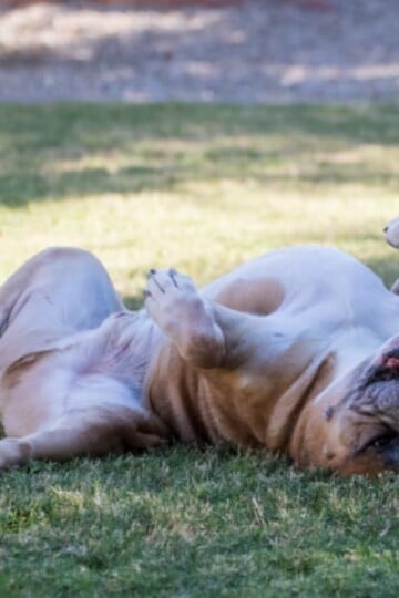 Large dog scratching an itchy back on the grass