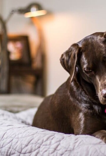 Sad looking brown dog on bed