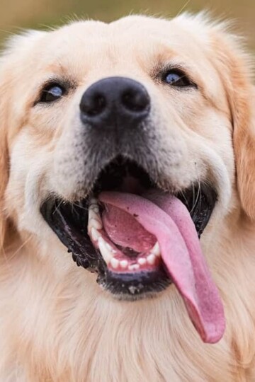 Smiling happy dog with his tongue hanging out