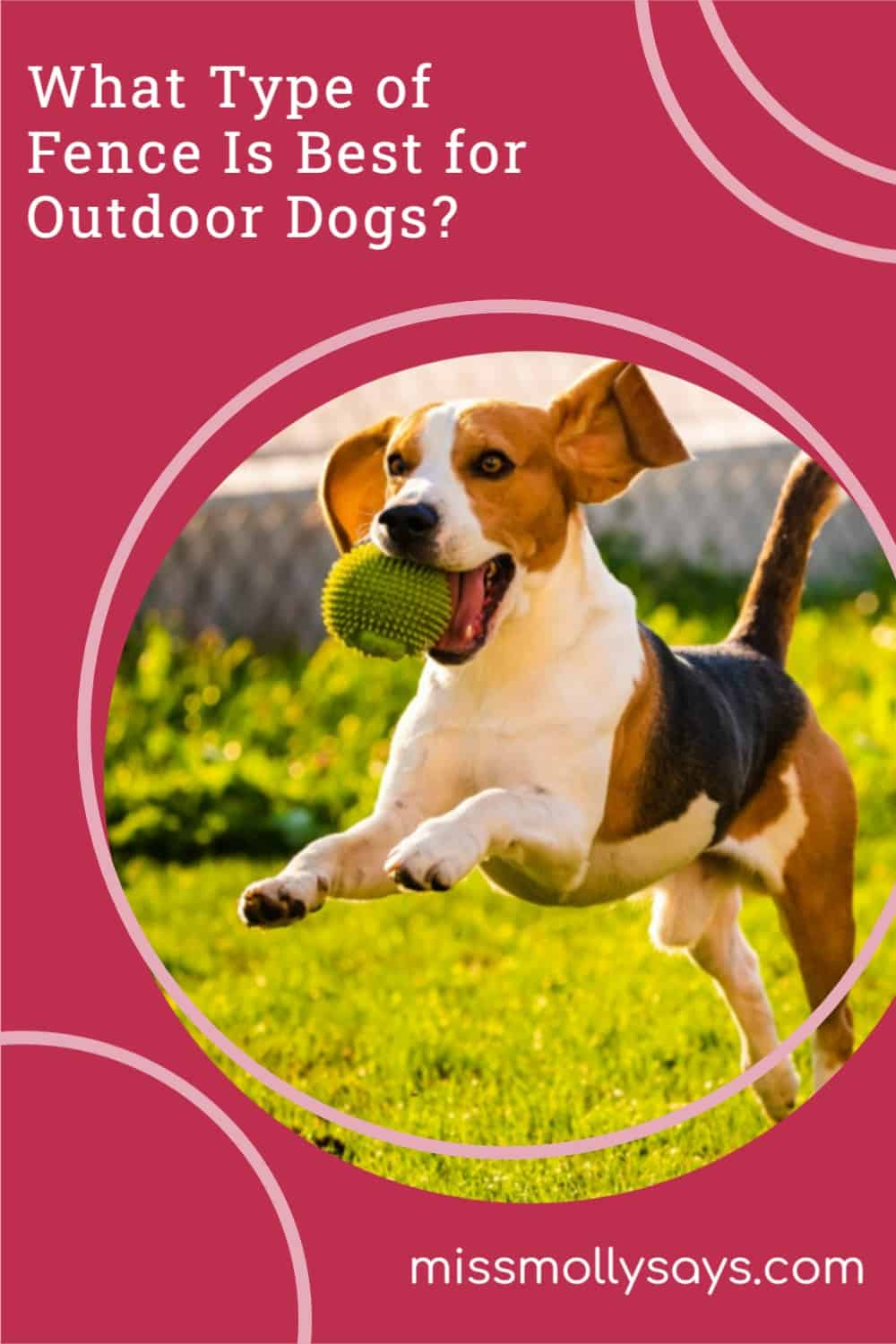 What Type of Fence Is Best for Outdoor Dogs? Miss Molly Says