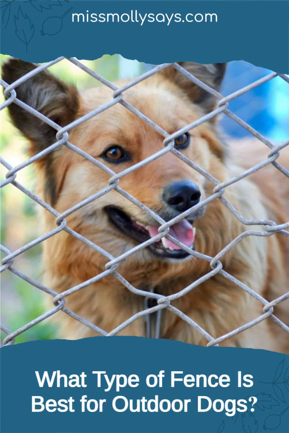 What Type of Fence Is Best for Outdoor Dogs? Miss Molly Says