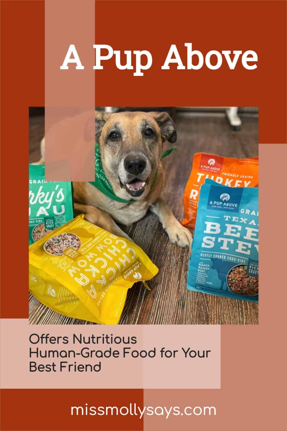 A Pup Above Offers Nutritious HumanGrade Food for Your Best Friend