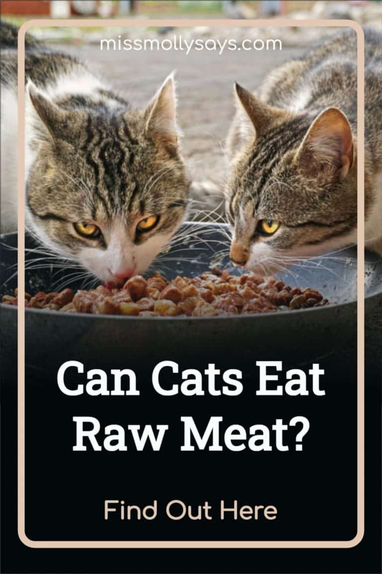 Can Cats Eat Raw Meat? Find Out Here Miss Molly Says