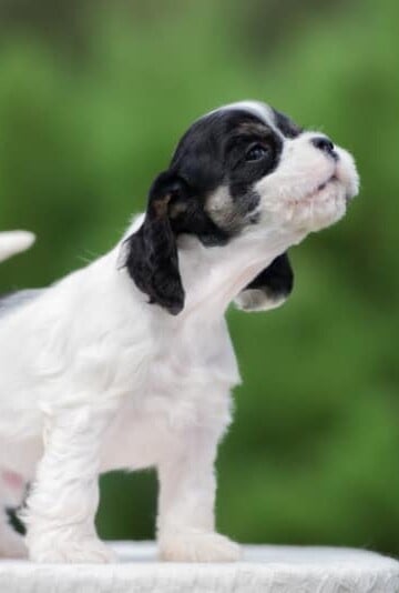 Cute black and white dog