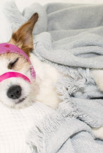 Cute small dog with pink bandages on head and leg