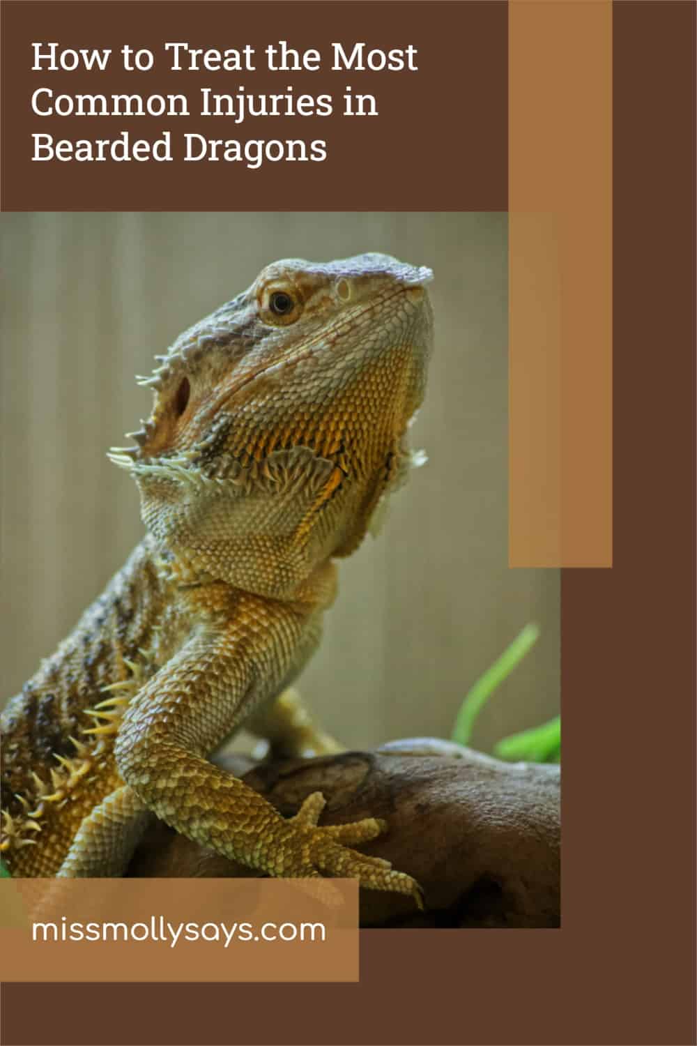 How to Treat the Most Common Injuries in Bearded Dragons