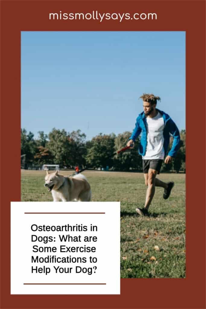 Osteoarthritis in Dogs What are Some Exercise Modifications to Help