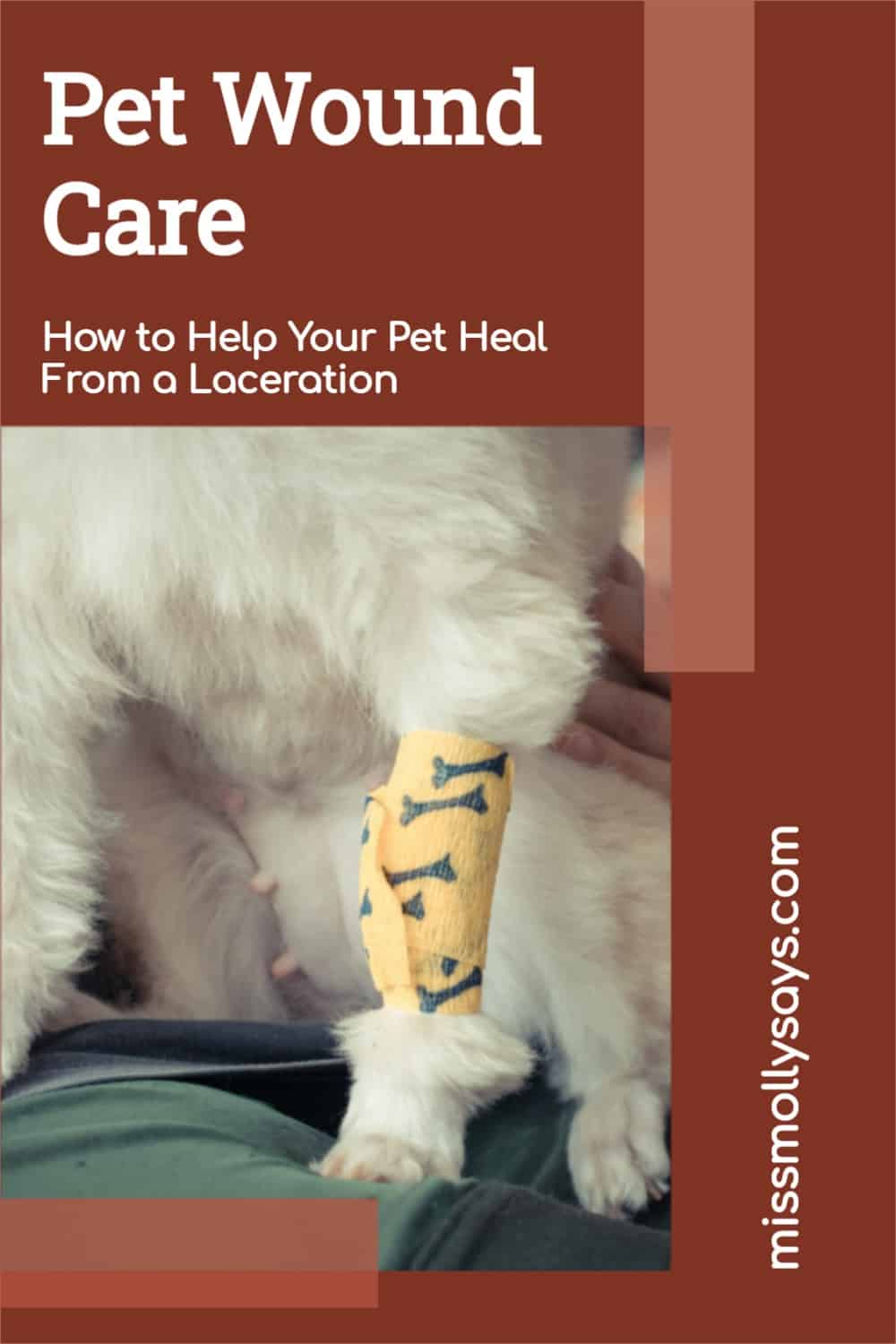 Pet Wound Care How to Help Your Pet Heal From a Laceration Miss