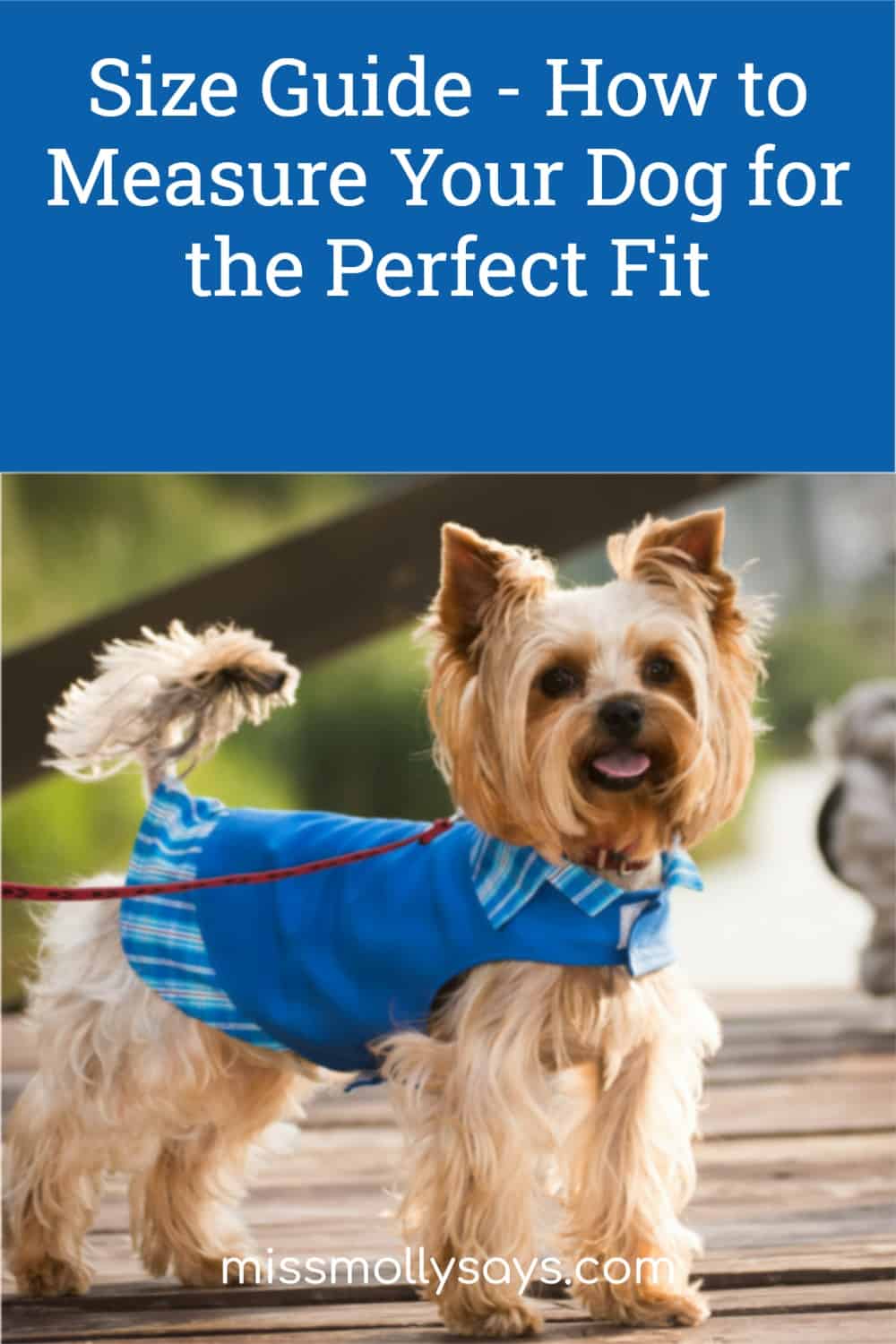 Size Guide Tips for Dogs Measure Your Dog for the Perfect Fit