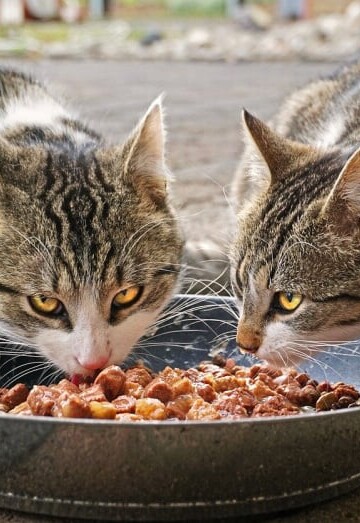 Two cats eating cat food