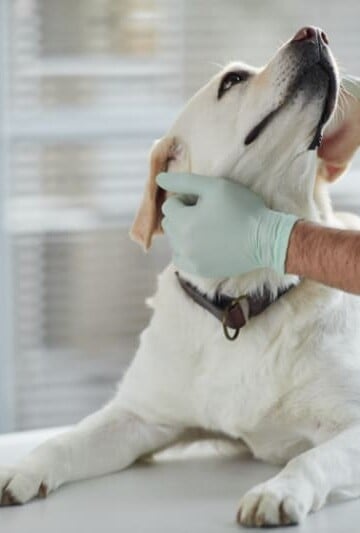 Signs Your Pet Needs Emergency Care