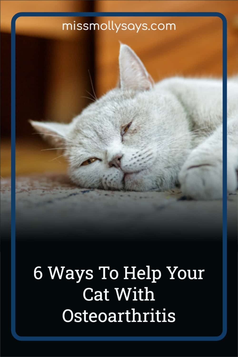 6 Ways To Help Your Cat With Osteoarthritis Miss Molly Says