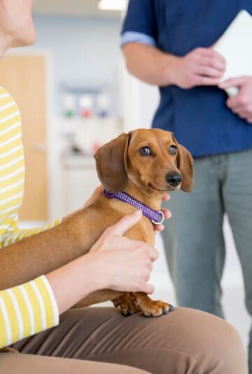 Dachshund in owners lap at vet office
