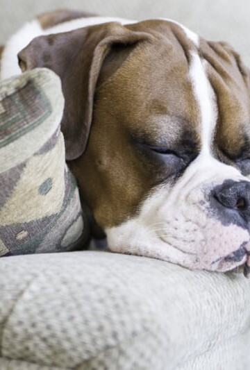 Dog sleeping on couch