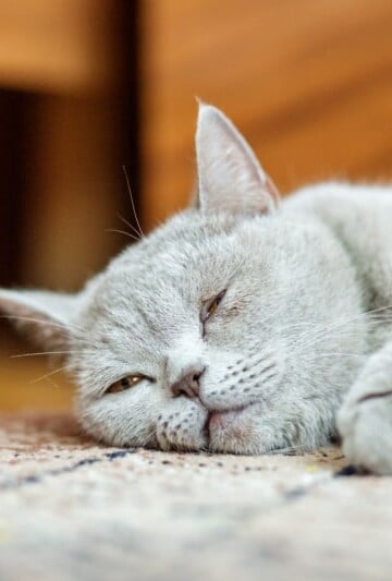 Gray cat sleeping on the floor