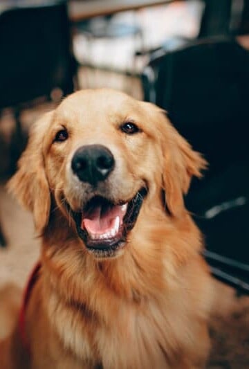 Smiling golden-colored dog