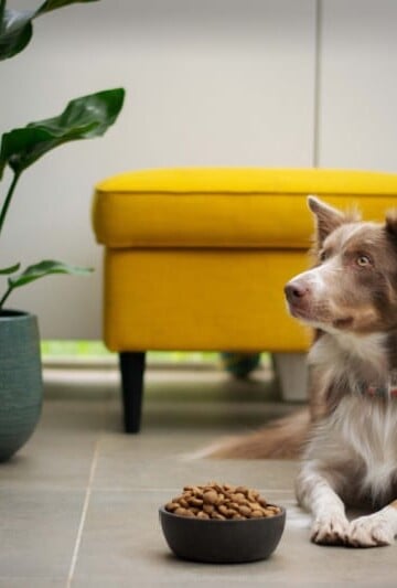 Beautiful dog laying beside a bowl of dog food