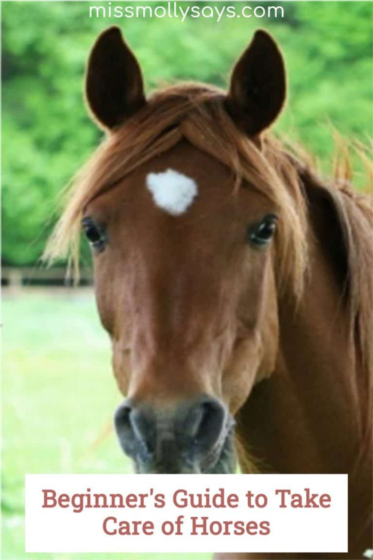 Beginner's Guide to Take Care of Horses Miss Molly Says