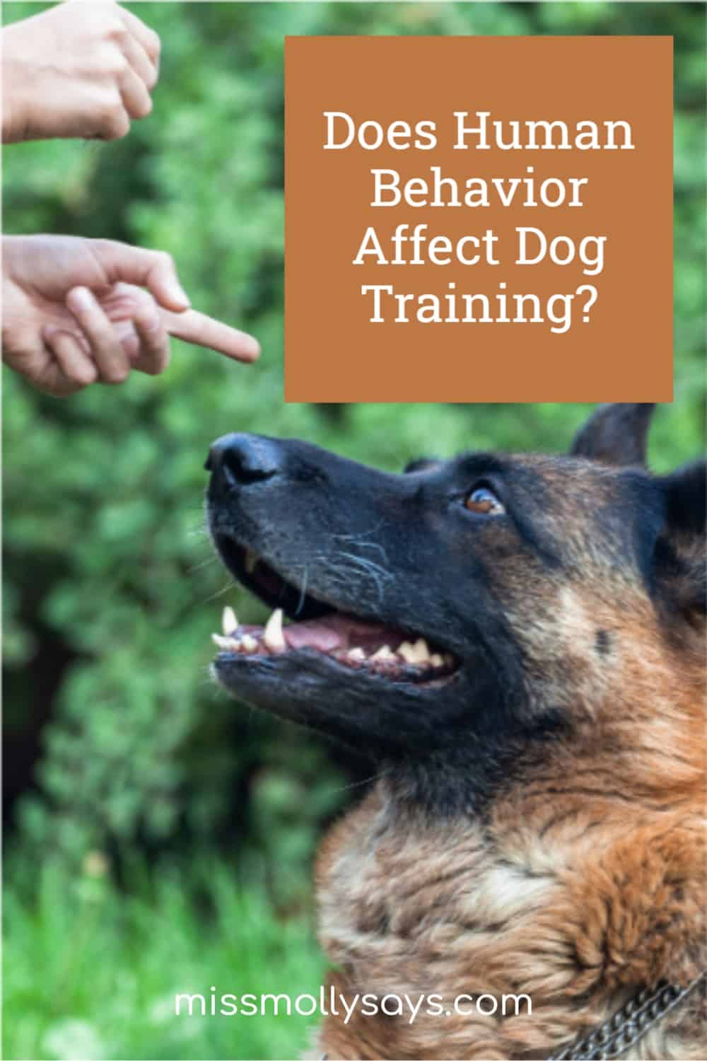 Does Human Behavior Affect Dog Training? Miss Molly Says