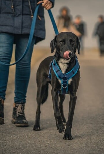 Dog walking with a harness