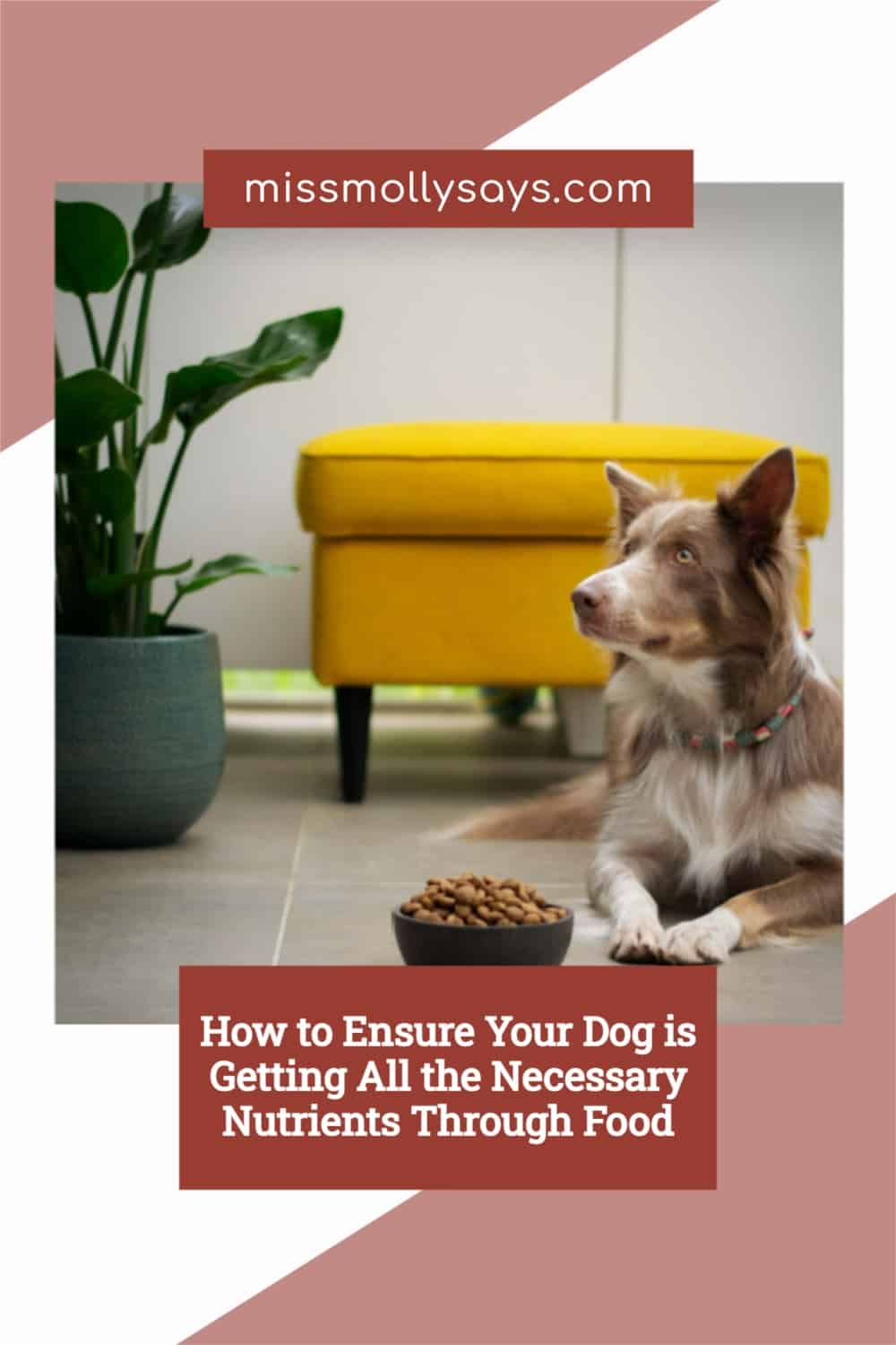 How to Ensure Your Dog is Getting All the Necessary Nutrients