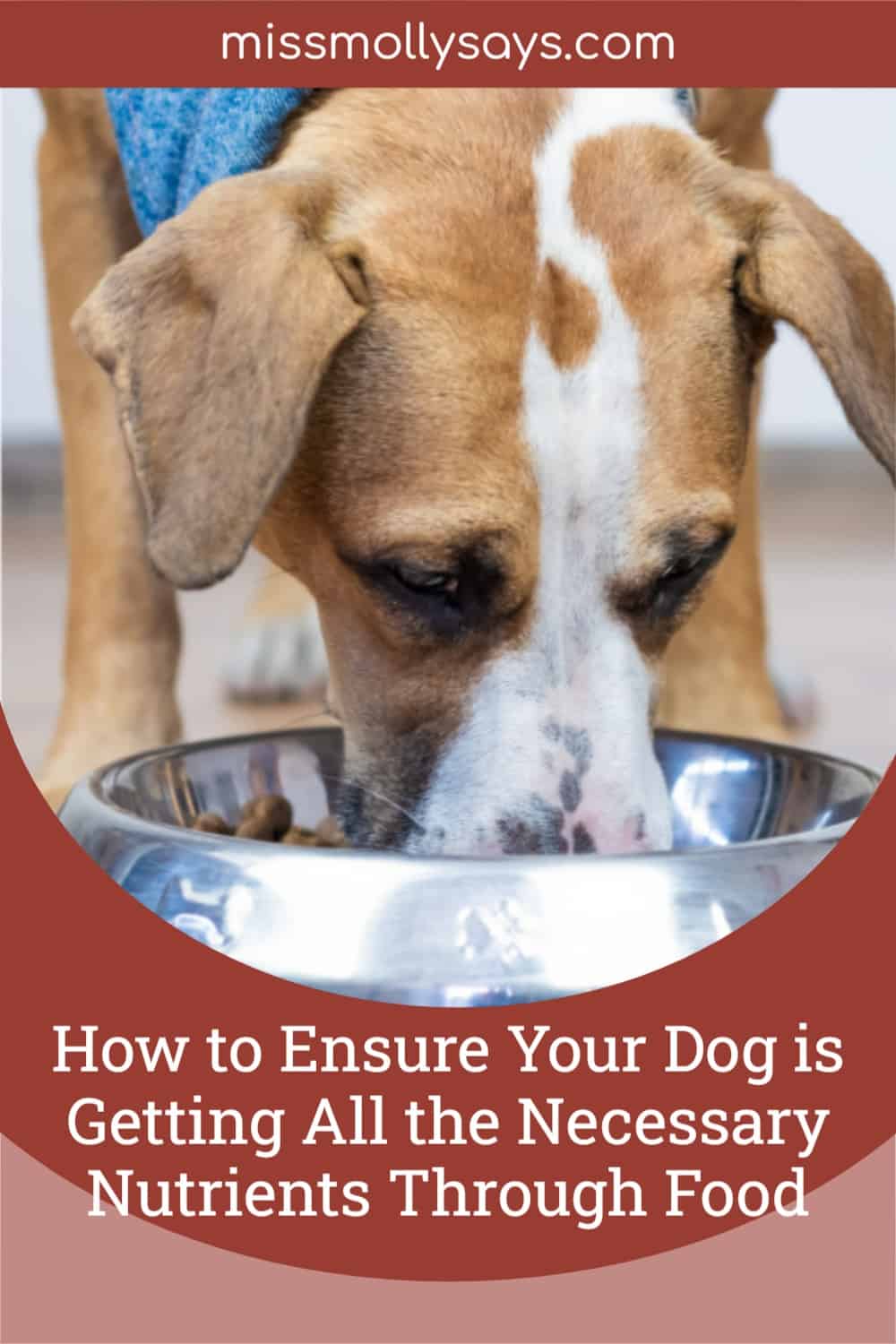How to Ensure Your Dog is Getting All the Necessary Nutrients