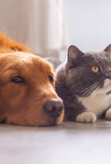 Large brown dog laying with a gray cat on a white floor
