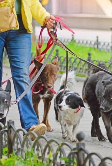 Person walking several dogs on leashes