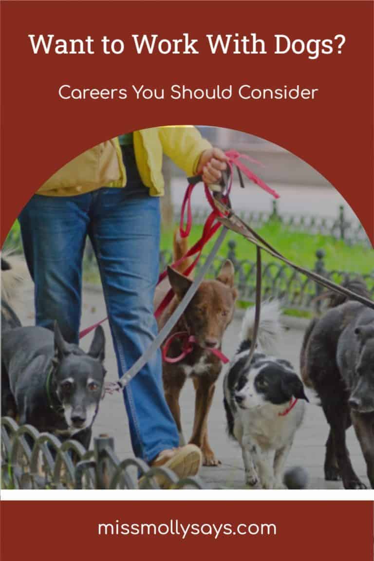 Want to Work With Dogs? Careers You Should Consider Miss Molly Says