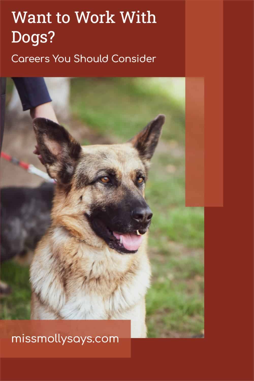 Want to Work With Dogs? Careers You Should Consider Miss Molly Says